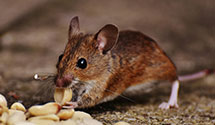 24 Hour & Emergency Exterminators in Tahoe Valley, CA